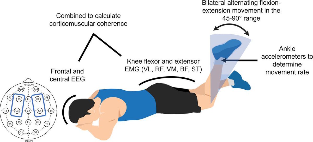 ⚠️ Role of movement rate and brain-muscle coupling during high-speed knee movement in hamstring injuries in football ⚽️

NEW #PhDAcademyAward 🏆

Article ➡️ bit.ly/3URYCS8