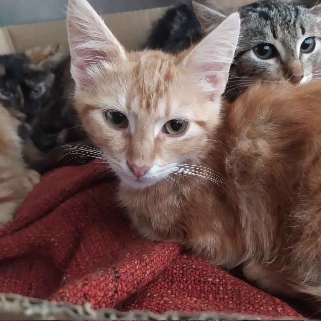 Ponomarjovu ģimene ved mājās mazo runčuku Usiku. Mājās gaida runcis Taisons. Dzīvos Upesciemā. Paldies!