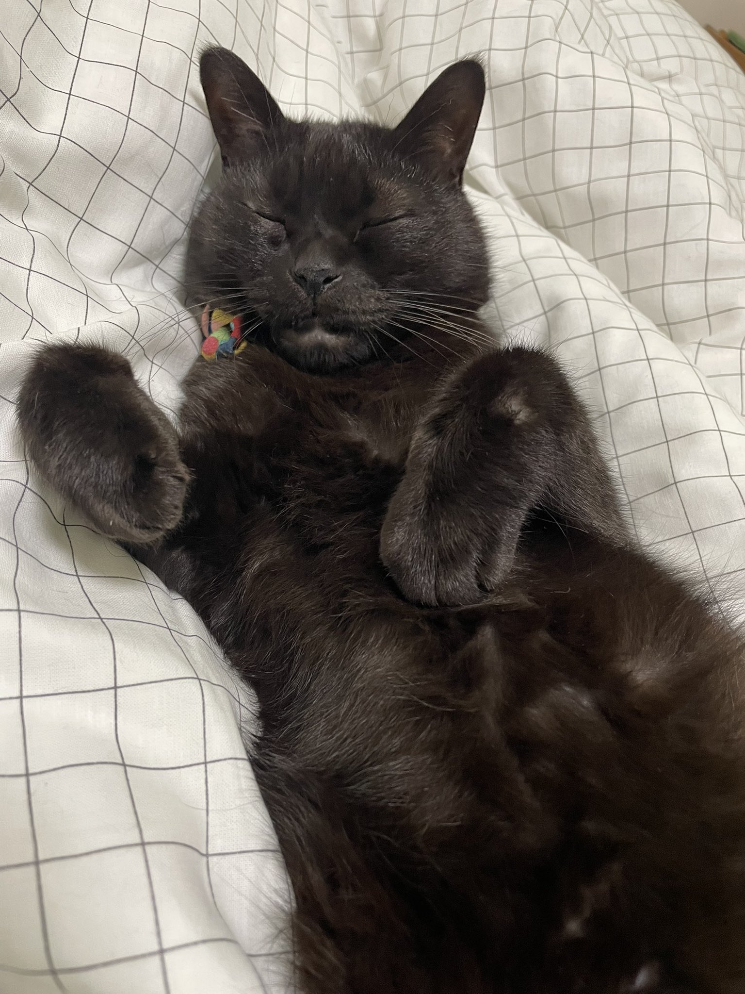 黒猫なつめ on X: 