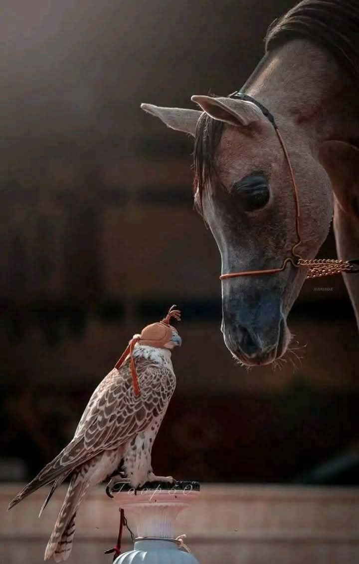 raway_alqasid's tweet photo. "سَألتُ النَّاسَ عن خلٍّ و فيٍّ
فقالوا مَا إلى هَذا سَبيلُ
تمسَّكْ إن ظَفِرتَ بوُدِّ حُرٍّ
فإنّ الحُرَّ في الدُّنيا قليلُ " https://t.co/O5NYpFm8cO