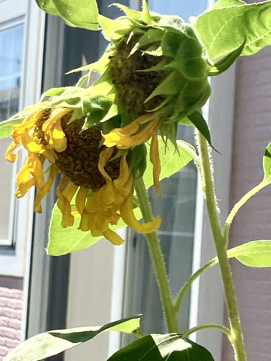 「頑張れ🌻達❣️💪✨」

昨日の台風🌀15号は各地で色々と被害を出しました💦
我が家の🌻達も…強い☔️に打たれて厳しい修行となりました
台風一過の今日青空の下で元気に頑張っておりました
「まだまだこれからだよ💪」🌻達からそんな心の声が聞こえて来ました
タンタン魂(諦めない)が生きづいています
