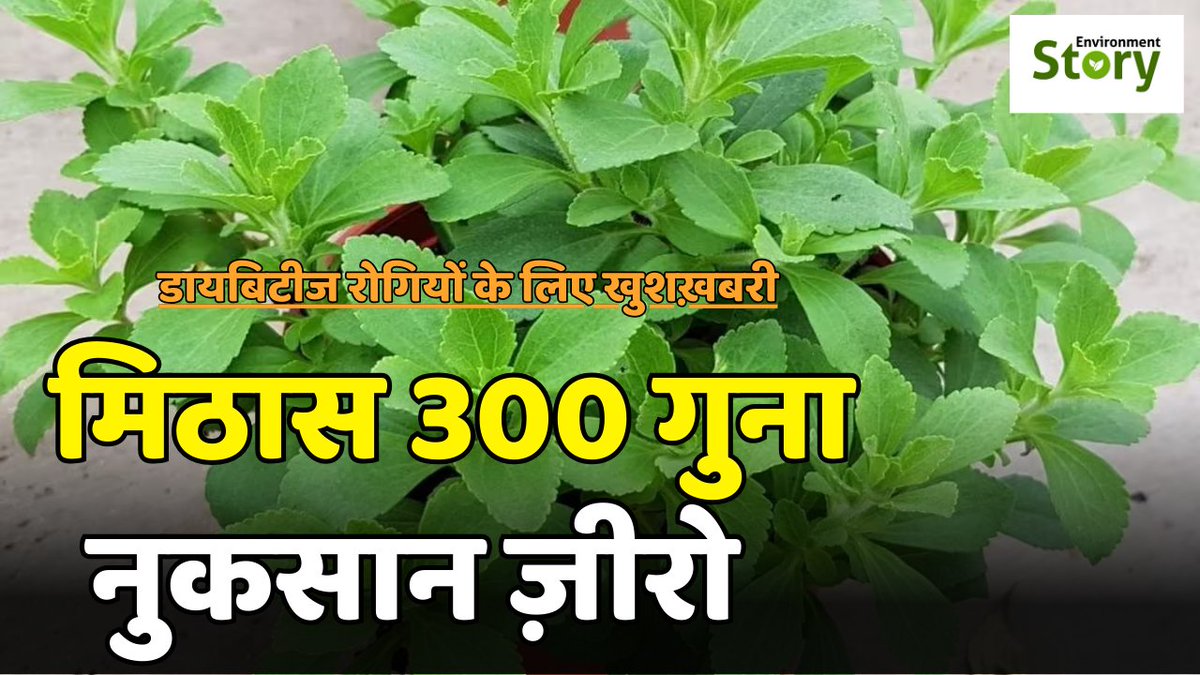 Enviro_Story's tweet photo. स्टीविया: चीनी से 300 गुना मीठा, लेकिन डायबिटीज़ का दुश्मन !!!

YouTube Link : https://t.co/E0uM7rHf7P

#SteviaSweetness #NaturalSweetener #HealthySugarAlternative
#SteviaMagic #ZeroCalorieSweetness #SweetLeaf https://t.co/Knk5fOSuiL