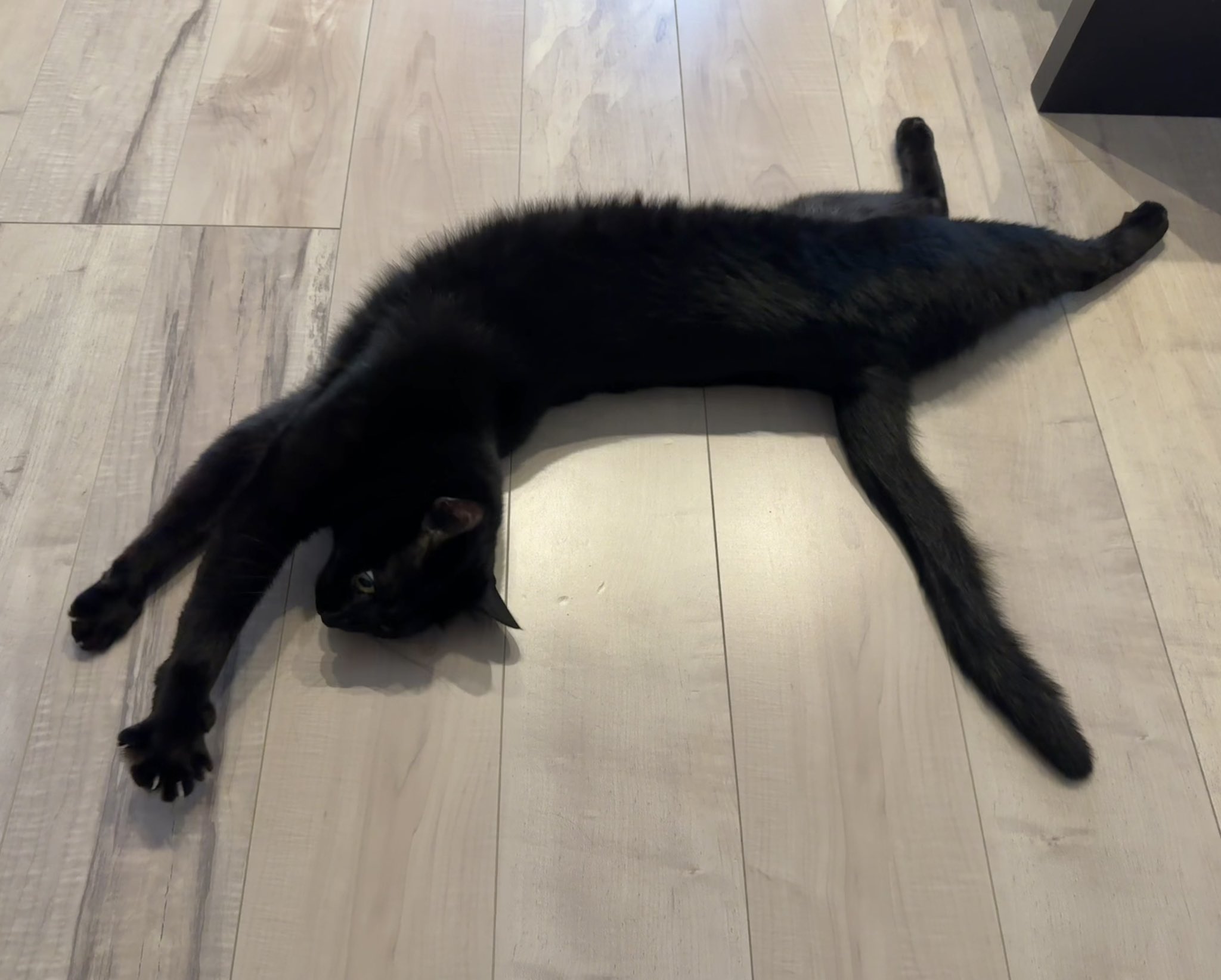黒猫 黒猫ラル on X: 
