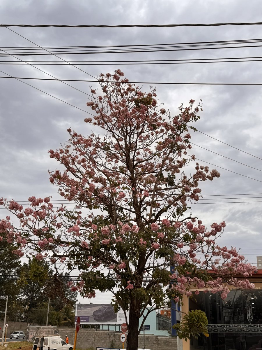 Você sabe que envelheceu quando passa a frear o carro para fotografar ipês.
