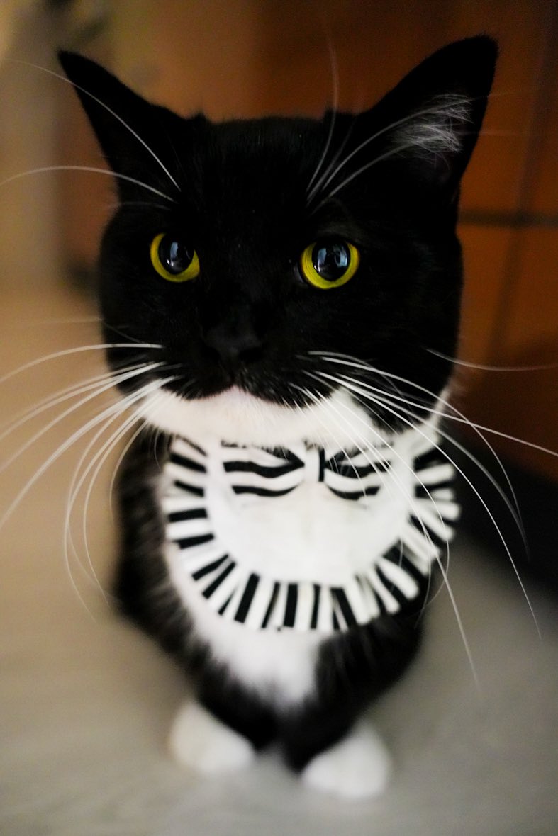 The fanciest chicken boy :3