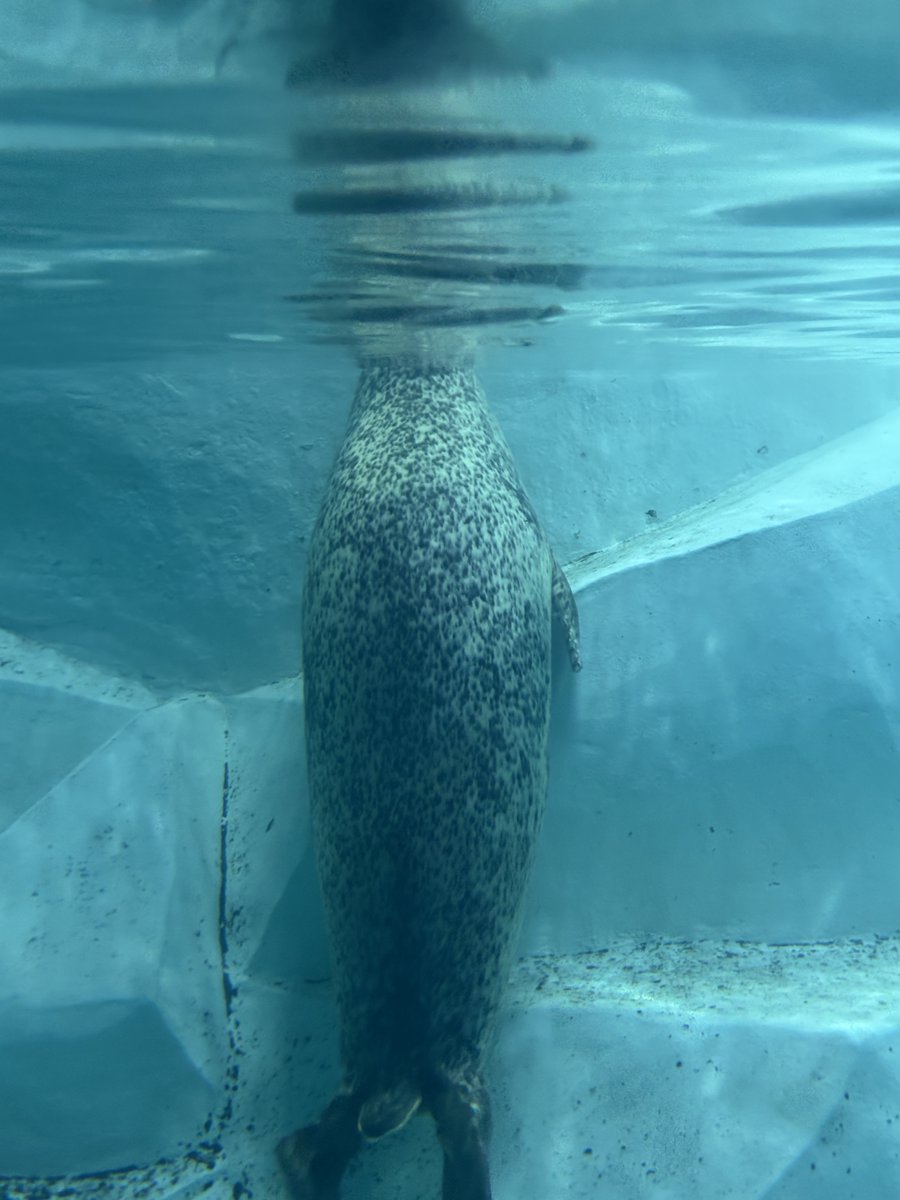 ゴマフアザラシ、まったりした見た目に反し、生後三週間程で仔を産んだ事も母が居た事も忘れ、妻も夫も無く、所属集団も無く生きる孤高の脂肪率50％超えモチモチなのが良いですね　人類の理想形　水槽で垂直に浮かんでおり何を考えているのか何も分からない