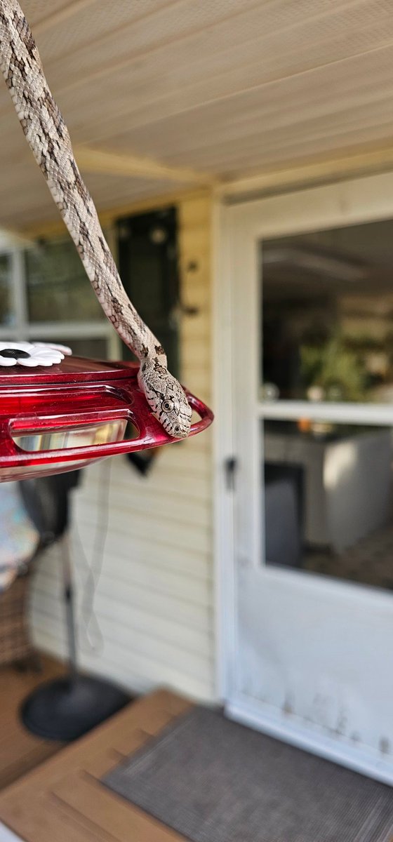 "Just act normal, nobody is gonna notice" Baby Fred showed up this morning. Had to  move him to a safer spot. Hummingbirds are now happy once again. (Moultrie Ga)
<a href="/spann/">James Spann</a> <a href="/simpsonWVTM13/">Jason Simpson</a>