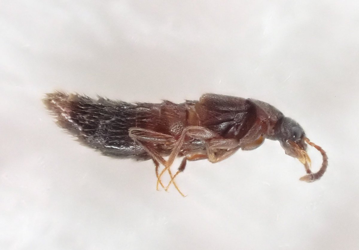 Rotifer　形の変わった虫 Rotifer 形の変わった虫 Rotifer 形の変わった虫 KORASANA 94号