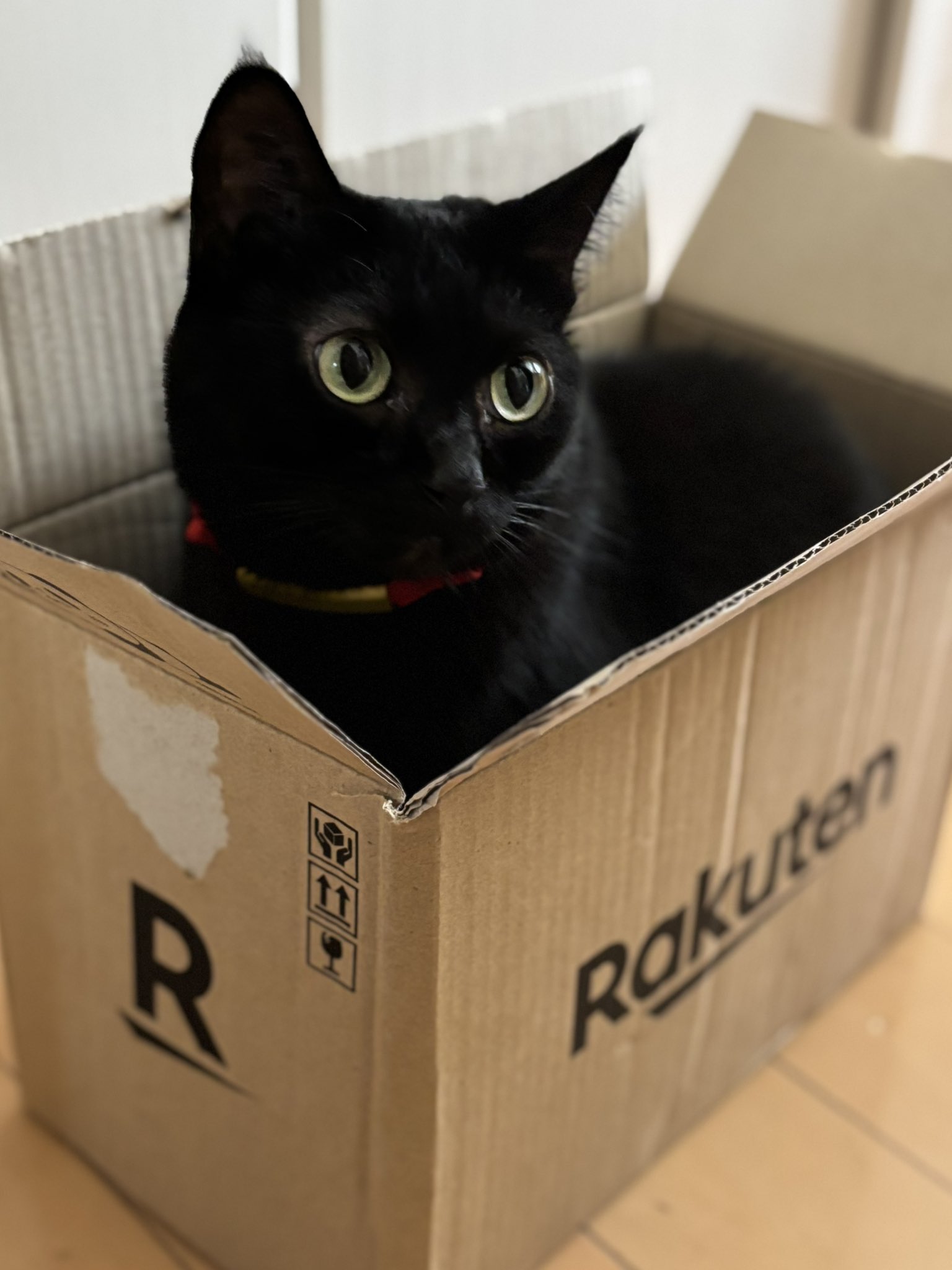 黒猫様omblk翌日発送 お転婆な甘えん坊さん 【大阪市 4ヶ月】 | 雑種（ミックス猫