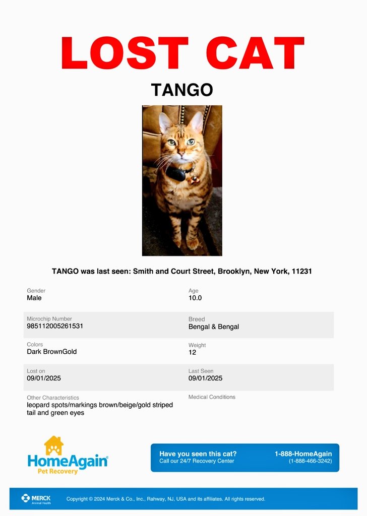 🌻Samson Cat🐱 (@meowmiya88) on Twitter photo 📢🇺🇲🗽🆘️⏳🚨😿💔Please RT to find Tango #NYC #missingcat #lostcat #Brooklyn #CatsOfTwitter #CatsOfX <a href="/HAPetRescuer/">HomeAgain PetRescuer</a> 📢🇺🇲🗽🆘️⏳🚨😿💔Please RT to find Tango #NYC #missingcat #lostcat #Brooklyn #CatsOfTwitter #CatsOfX <a href="/HAPetRescuer/">HomeAgain PetRescuer</a>