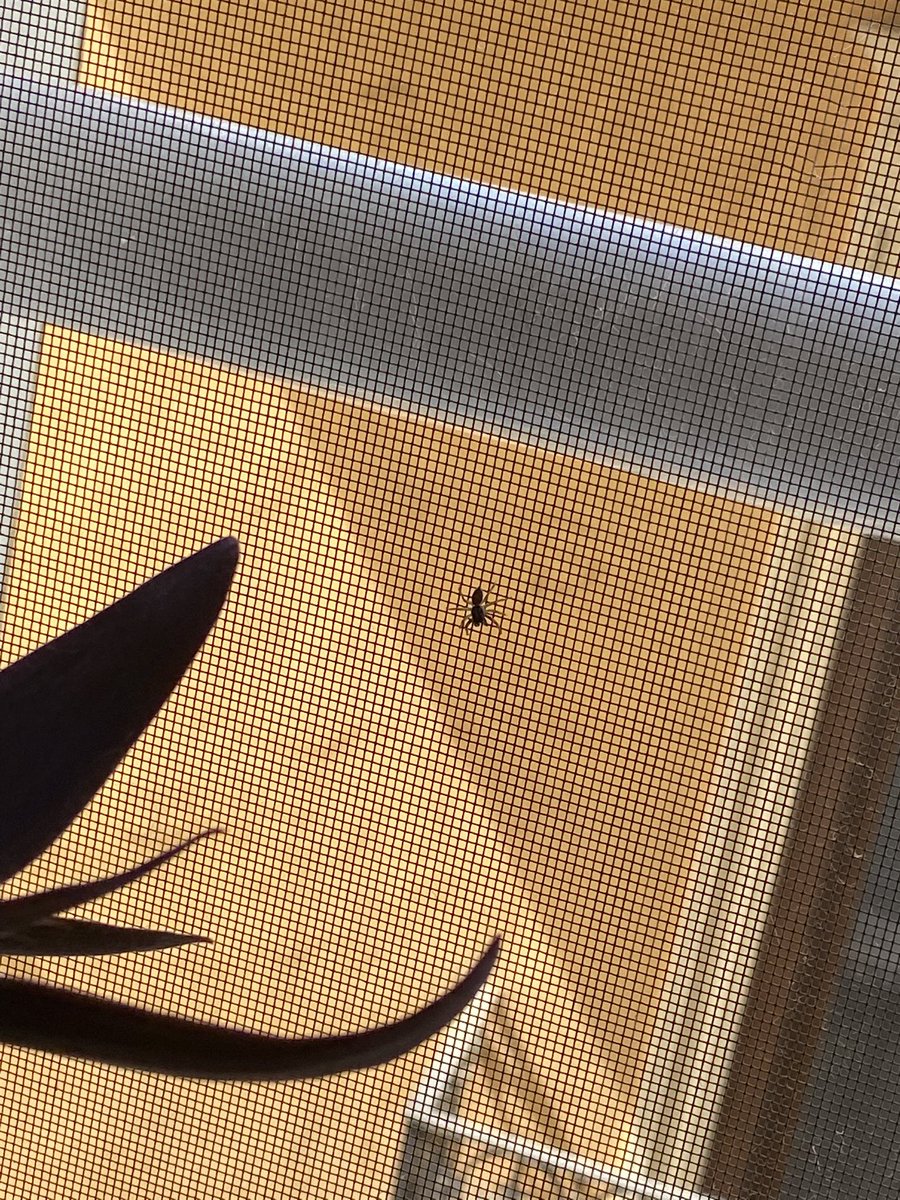 bye voy a quemar la casa