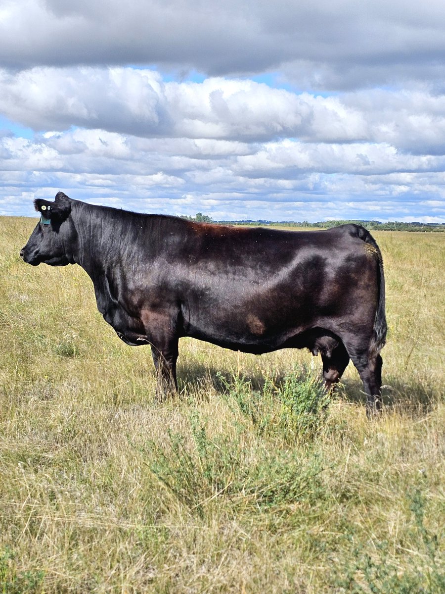 Caught ya lookin! Lady 333F with a pasture pose yesterday. She has a beast of a bull calf that will sell in our bull sale this coming January.