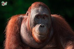 low quality big boy beni