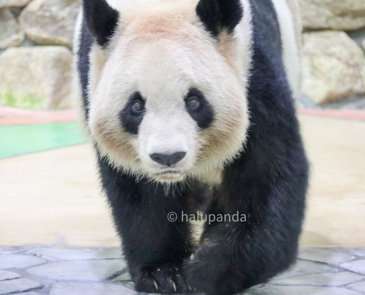 らうちゃん、25歳のお誕生日おめでとう🎉
ずっと可愛いママ、らうちゃん☺️
これからも元気に幸せに過ごしてね💖
#良浜
