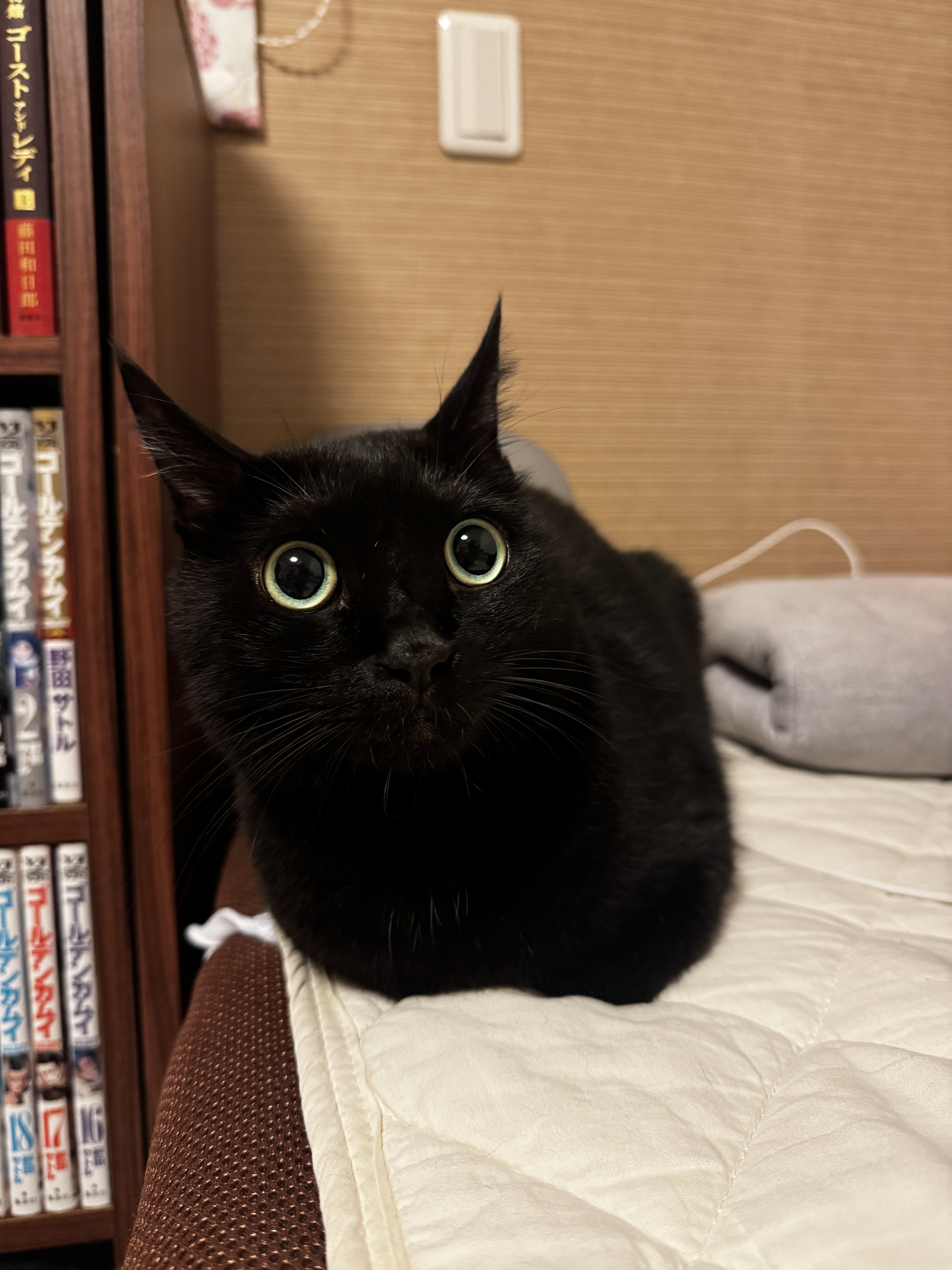 黒猫ちぃ Amazon.co.jp: ちいかわ 黒猫のマスコット ぬいぐるみ ハチワレ
