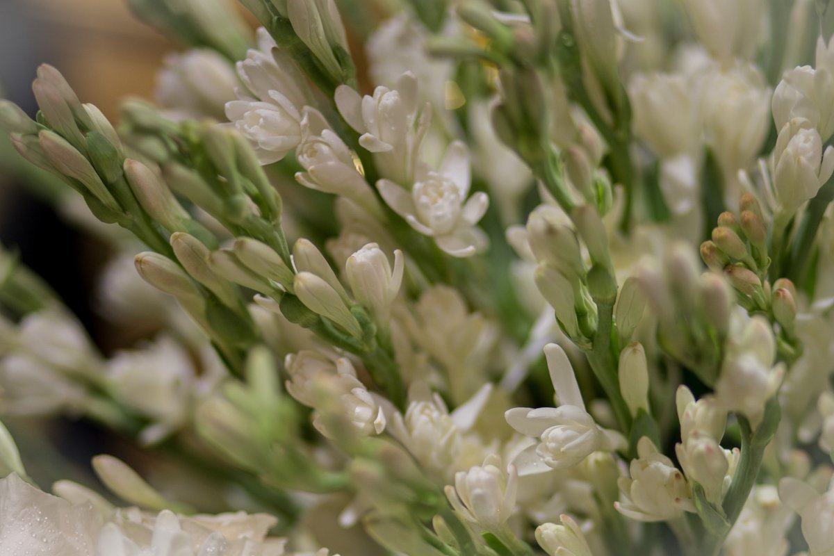 Varas de nardos perfuman a la Madre y Patrona del Cerro a la espera de un nuevo rosario de la aurora.

#SeptiembredeDolores2025

📸 <a href="/Detarno/">@Fjtarno</a>
