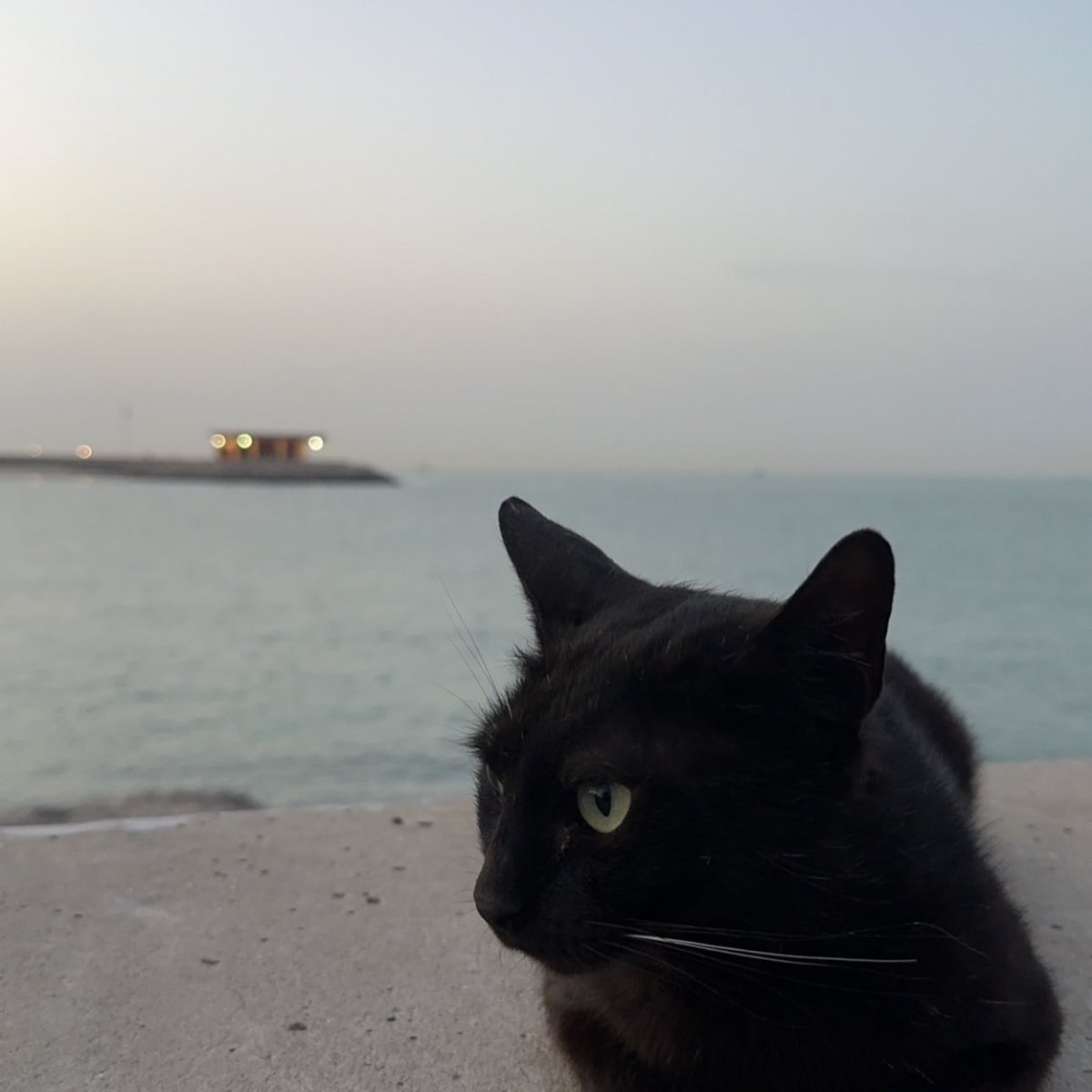 kay57_'s tweet photo. 🐈‍⬛🖤 https://t.co/qkFW9eimsH