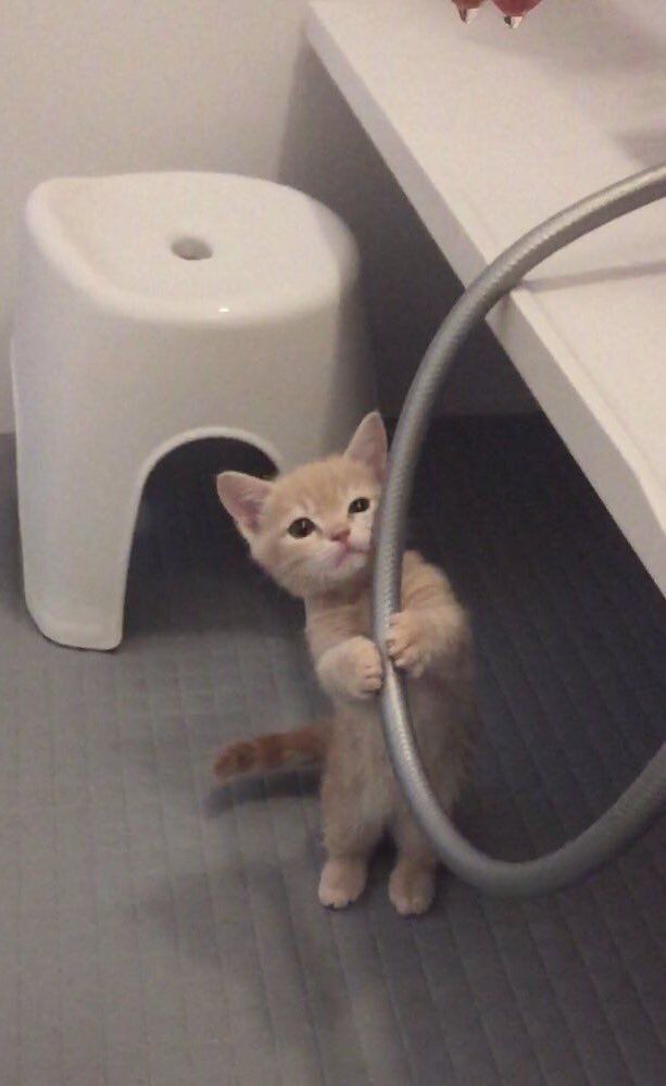 Cats all the way (@nekocatts) on Twitter photo 