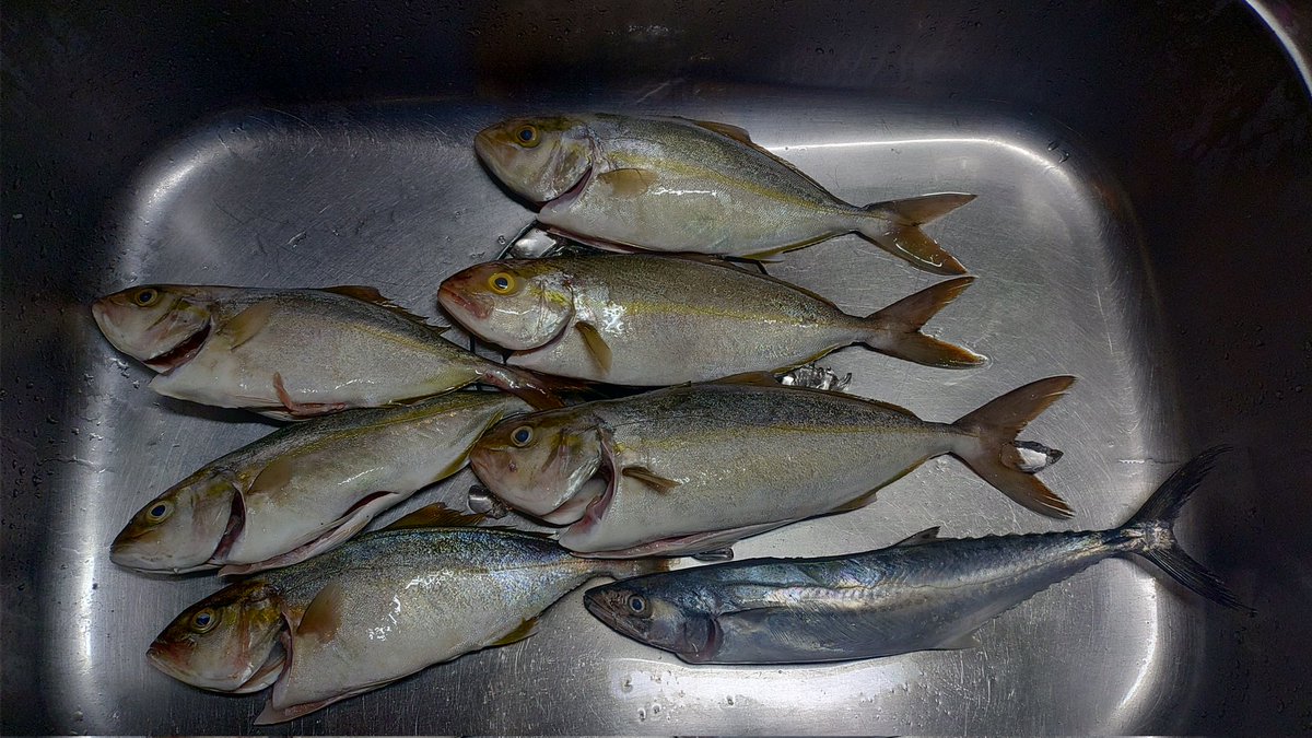 Tech21R's tweet image. SLJ、タイラバの釣果は
ネリゴ6尾、サゴシ1尾でした
タイラバは全くアタリなかった😭