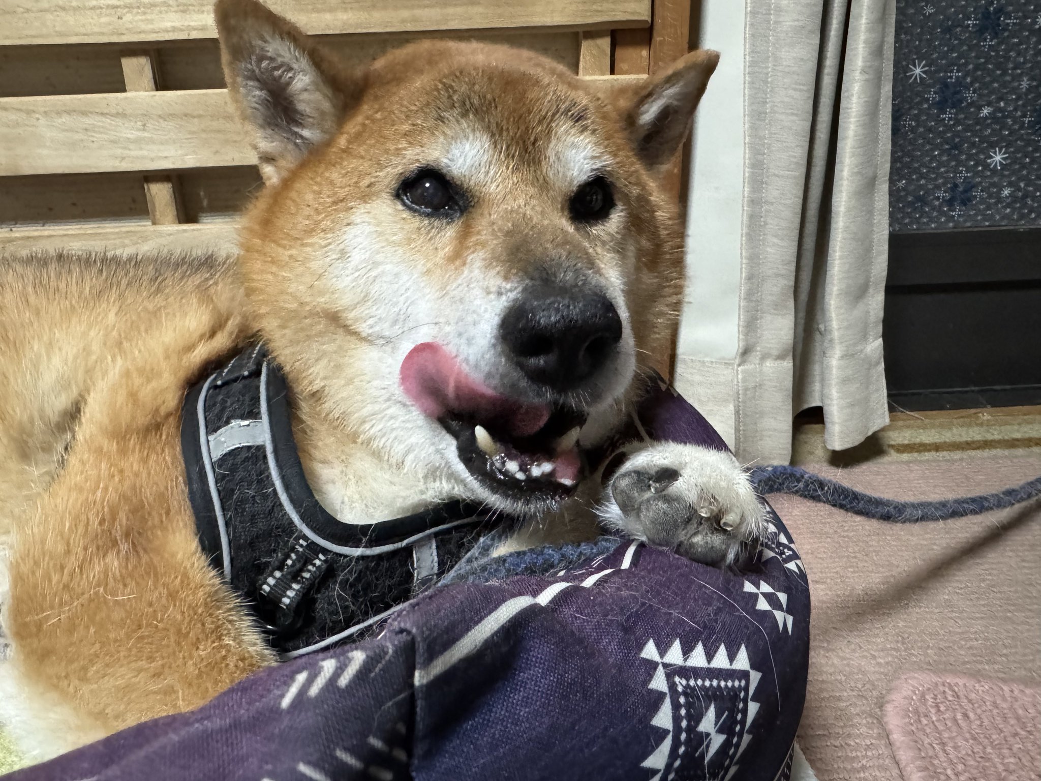 くまさま確認ページ♡ ちびちびうさまる くまさんといっしょ : sakumaru | HMV&BOOKS