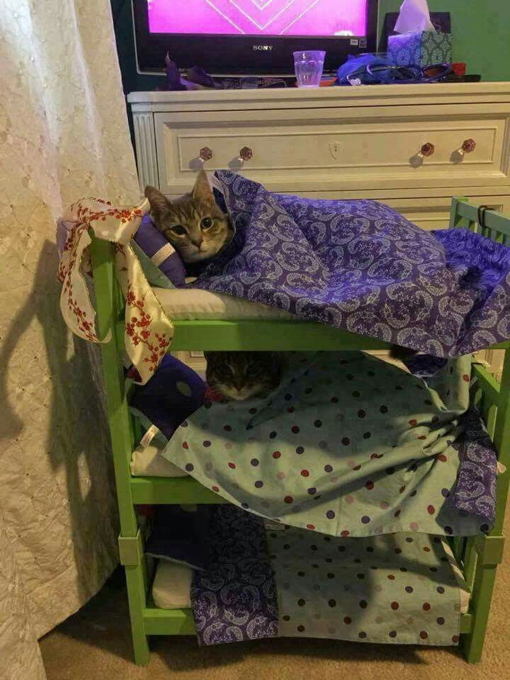 this is what cat hotels should be like