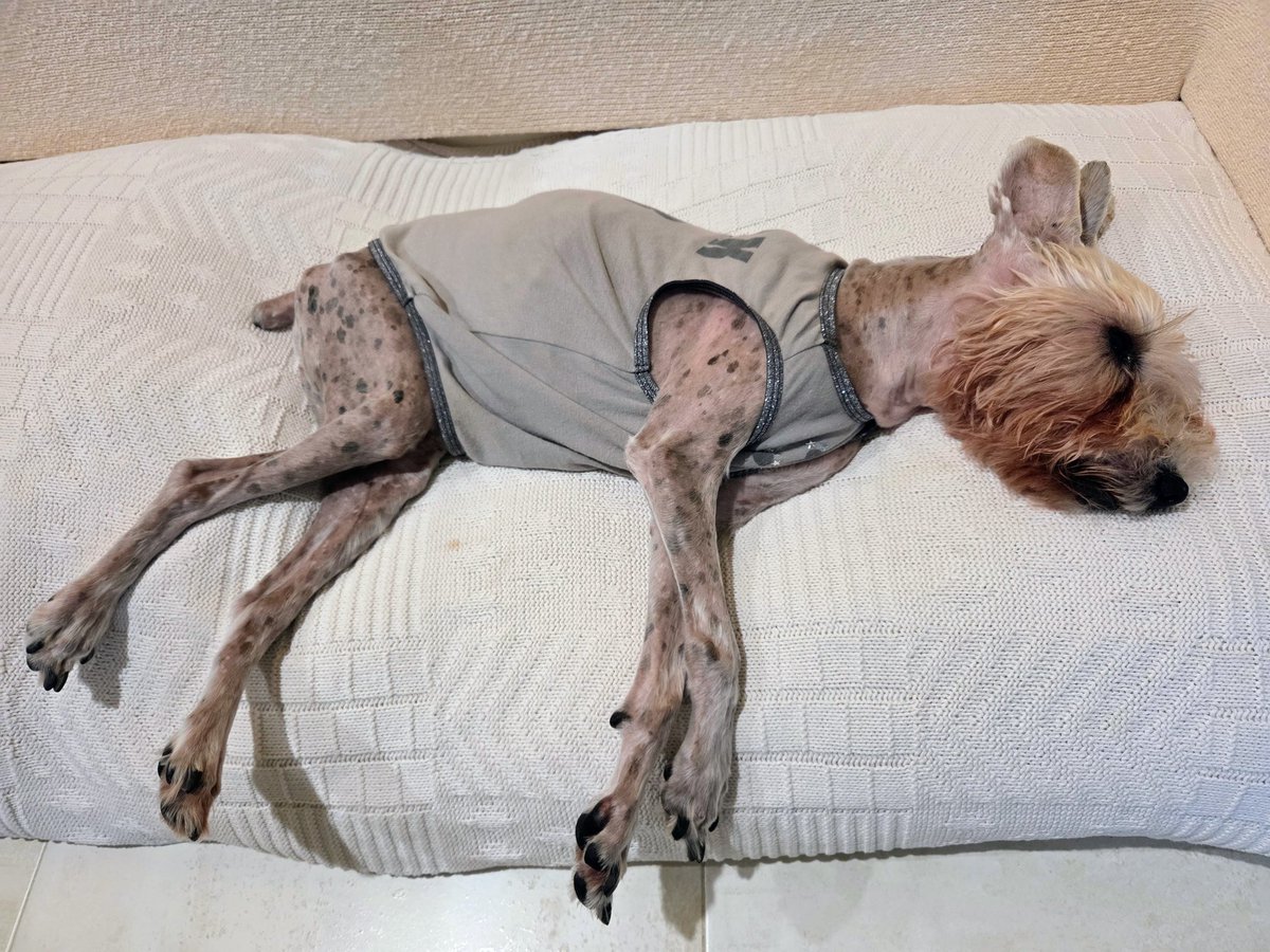 🇺🇸 🐾🌈Angel Cookie & 🌈Angel Muffin🐾 🇺🇸 tweet media