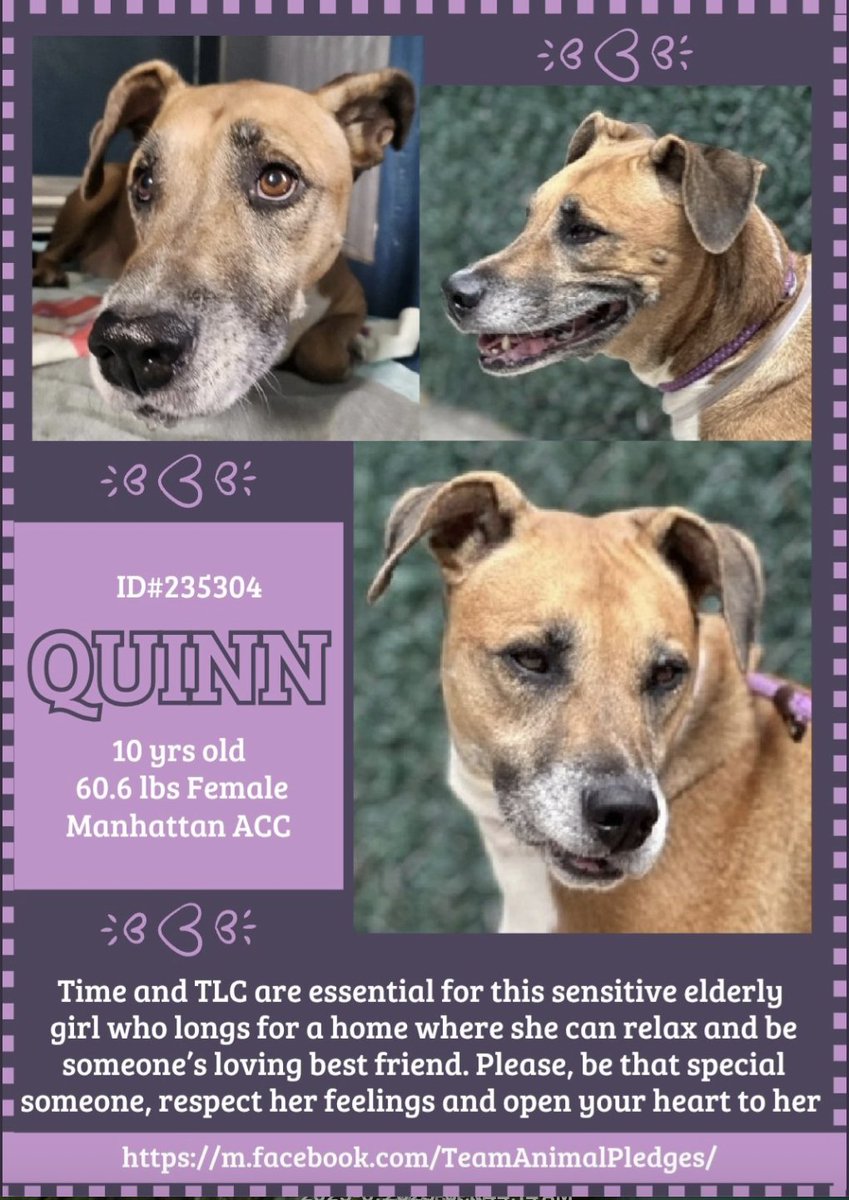 CharBolen's tweet photo. BEAUTIFUL SWEET QUINN NEEDS A HOME 🏡
#235304 10yr old Girl 💕 NYCACC
#SaveThisSenior ⚠️ Such a beautiful sweet girl!!
She needs a loving forever home!! Such a gentle
loving soul within her!!
#Adopt #Foster
#Pledge4Rescue
I'M WAITING AT MANHATTAN ACC ⚠️
COME SEE ME 👋⚠️ https://t.co/IgWIhrCLDY