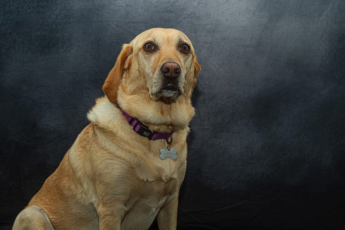 #scotland #glasgow #studio #photography #pictures #dog #pets