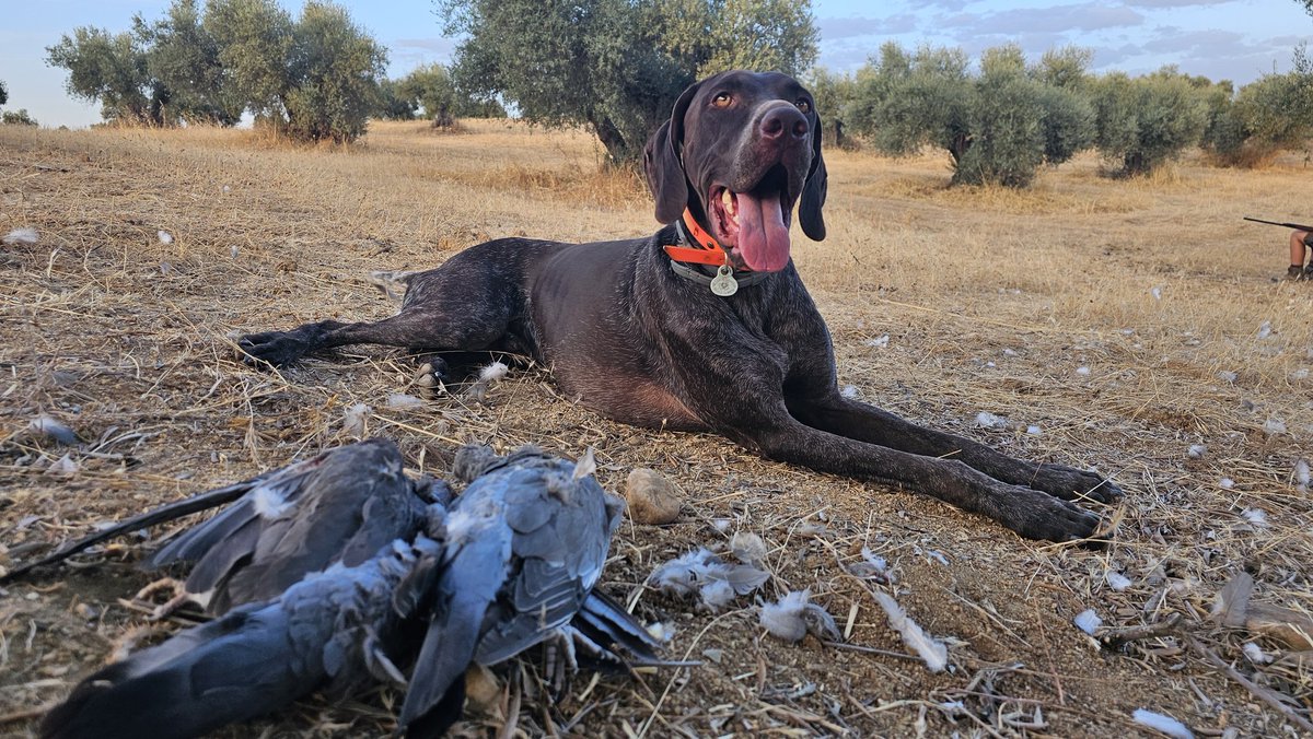 💥MEDIA VEDA 2025🕊🐕

#mediaveda #cazamenor #cazaesp #cazadepaloma #bracoaleman