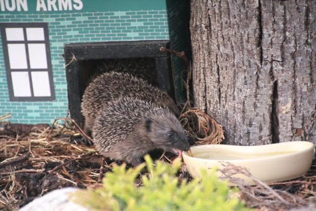 Spike's Food tweet media