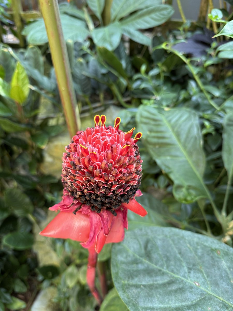 20th Century STL tweet media