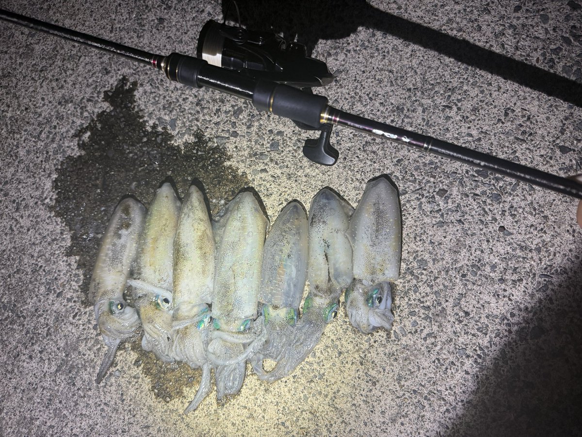 take14F's tweet photo. 秋アオリ🦑
#ラグゼ　#がまかつ　#EGXアルティメイト　#エギ王 https://t.co/x8xP56fnqb
