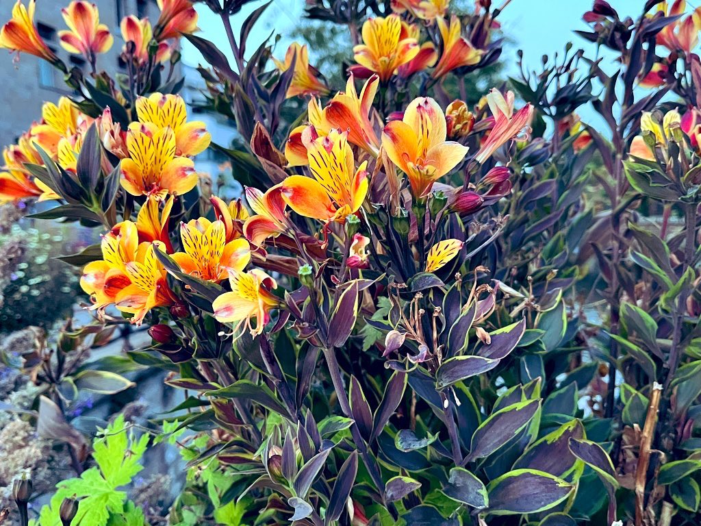 <a href="/vs_ch12/">Vašek</a> Dobré odpoledne, dobré ráno, můj milý Vašku. Doufám, že tvá prohlídka dobře dopadne a že se cítíš lépe, a přeji ti hodně štěstí. Ať je pro tebe září dobrým měsícem.
A posílám ti další květiny z mých procházek krásnými zahradami Bretaně.