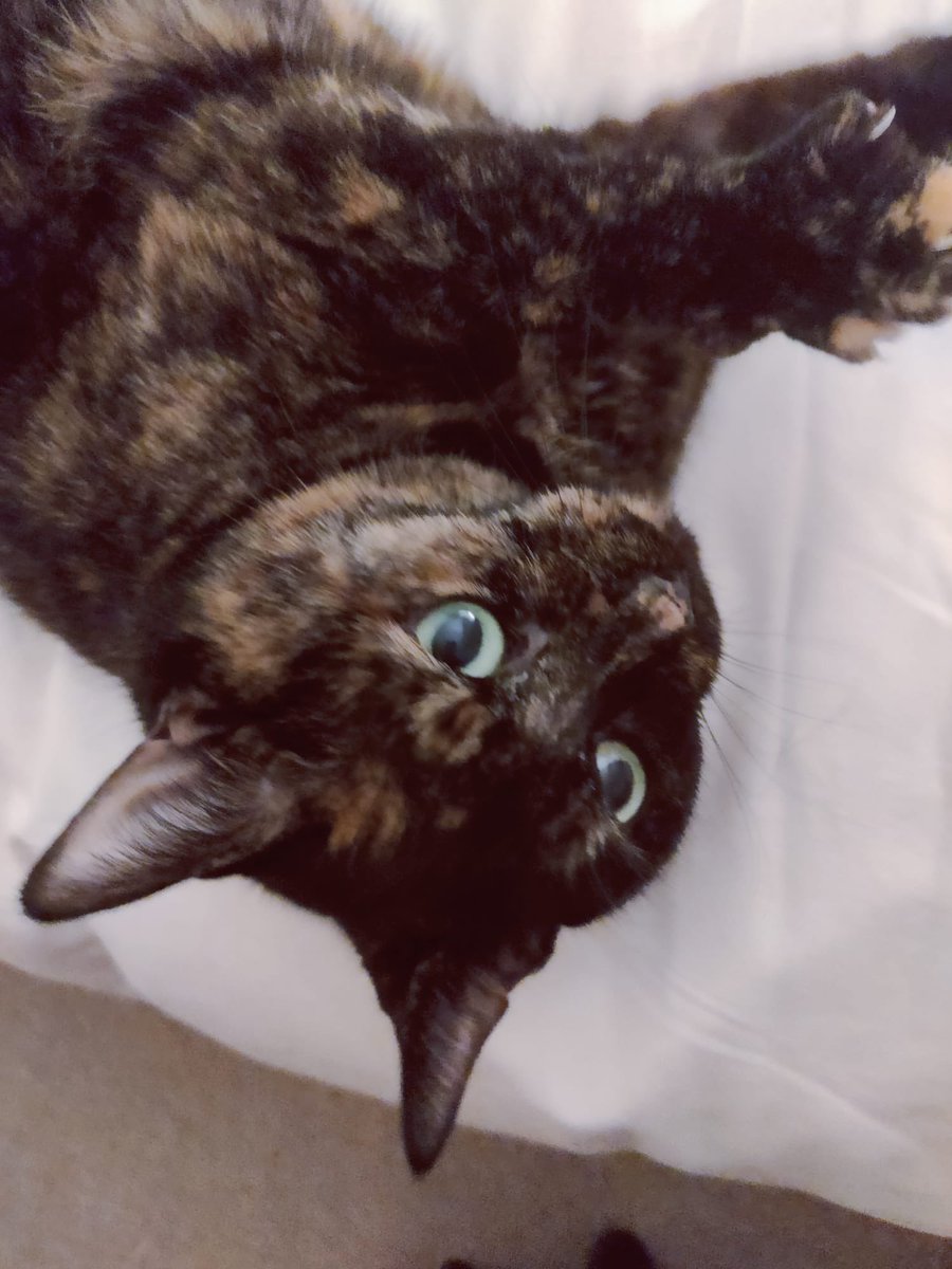 Mollie and Teddy tweet media