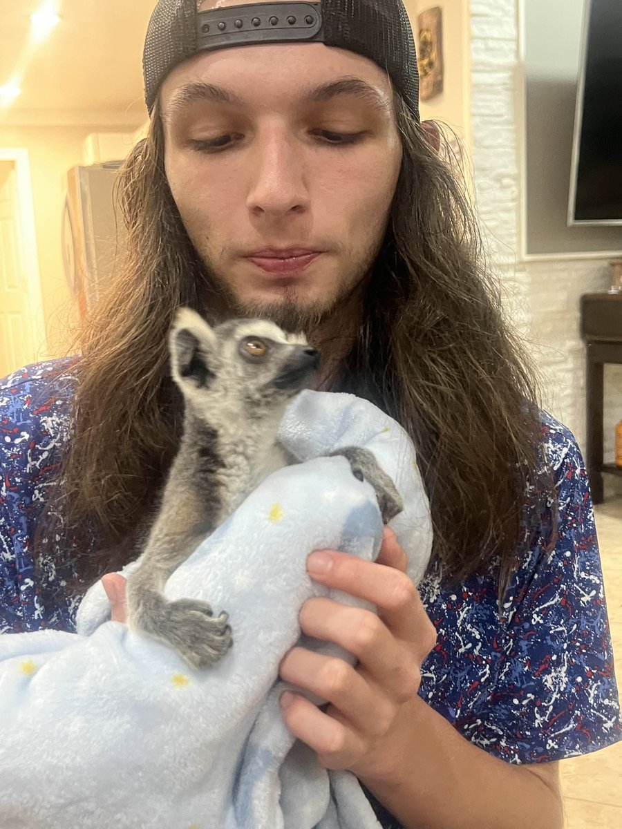 i love baby lemur