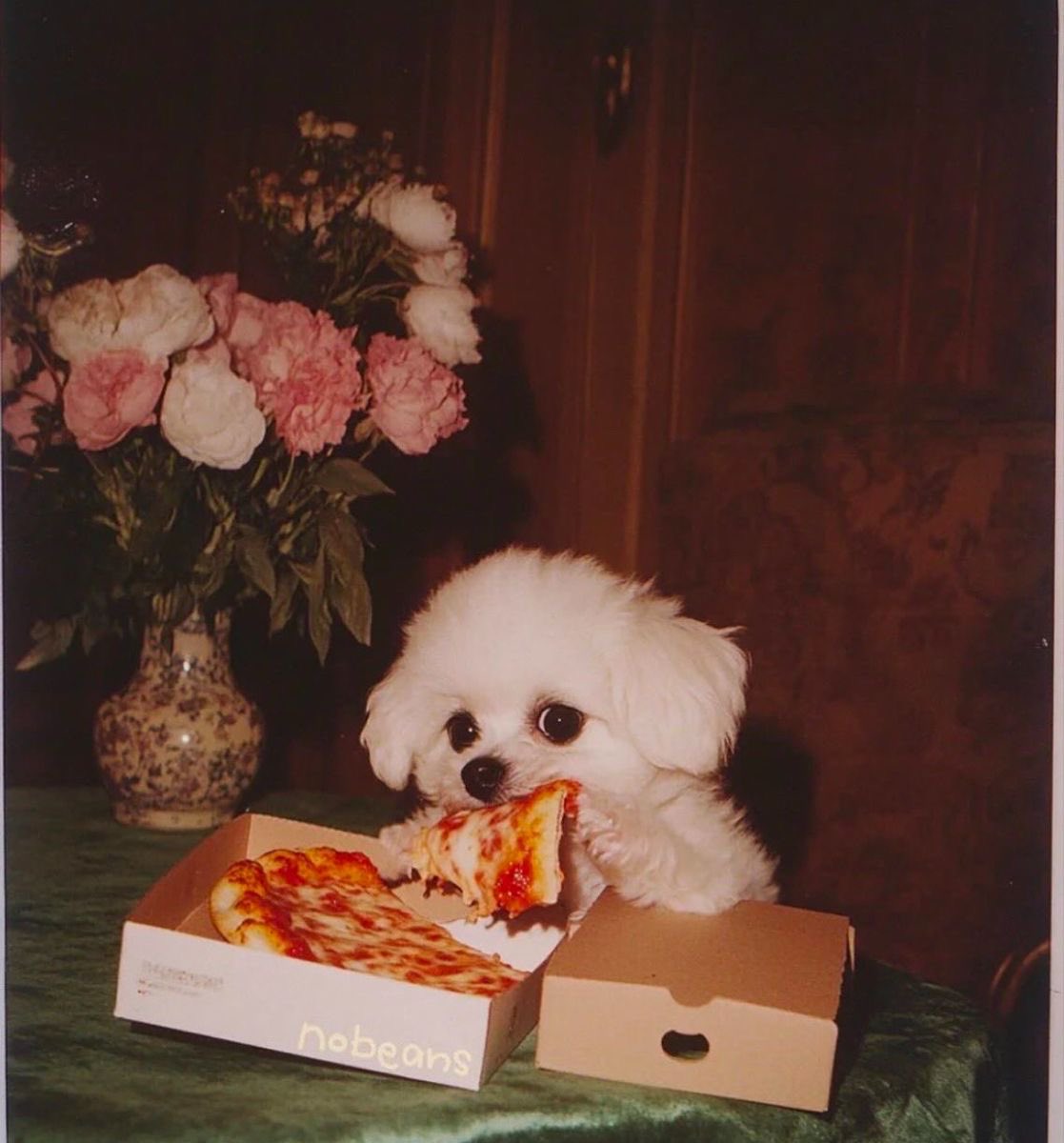 💖 (@twaniimals) on Twitter photo 