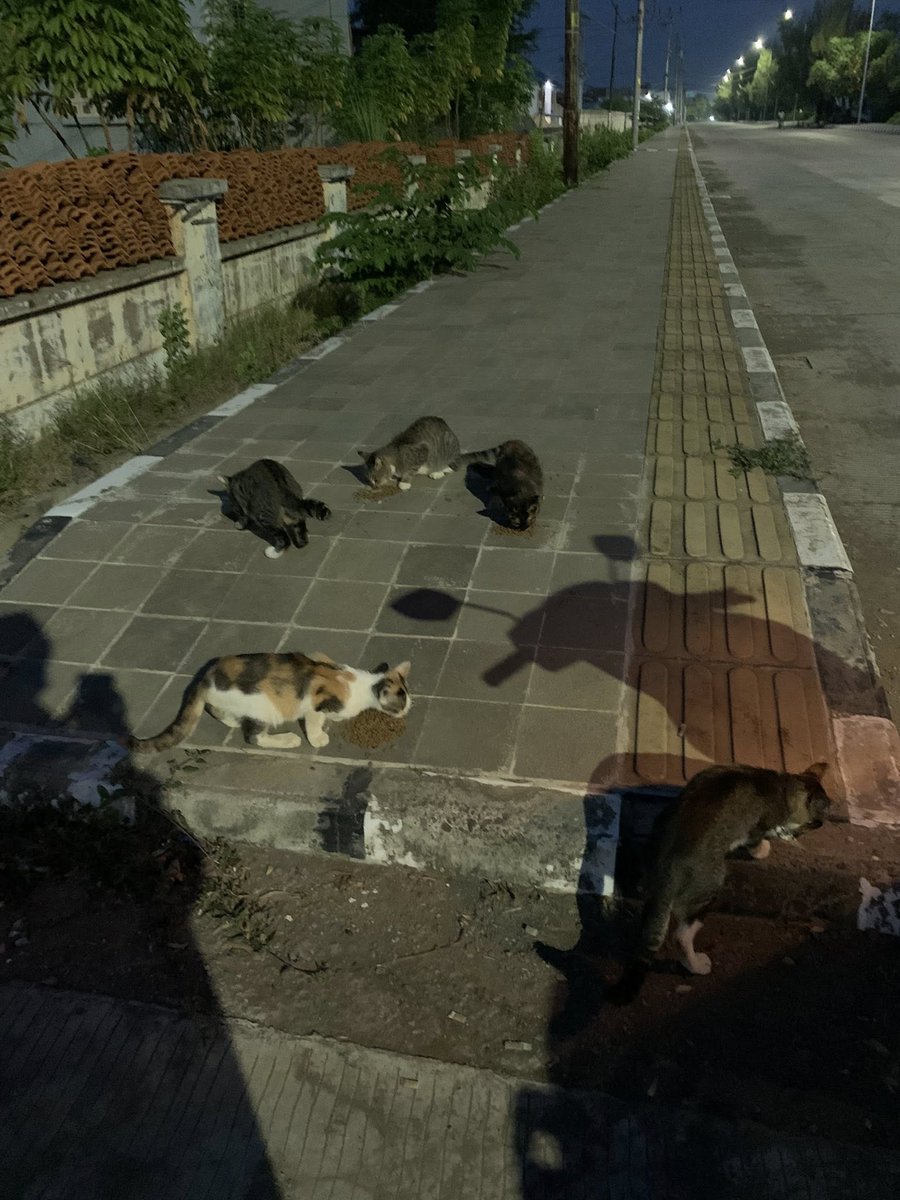 Missed feeding my furry friends so much! 🐱🥰 Nothing beats those little purrs and happy meows. Can’t wait to see all my street babies again!