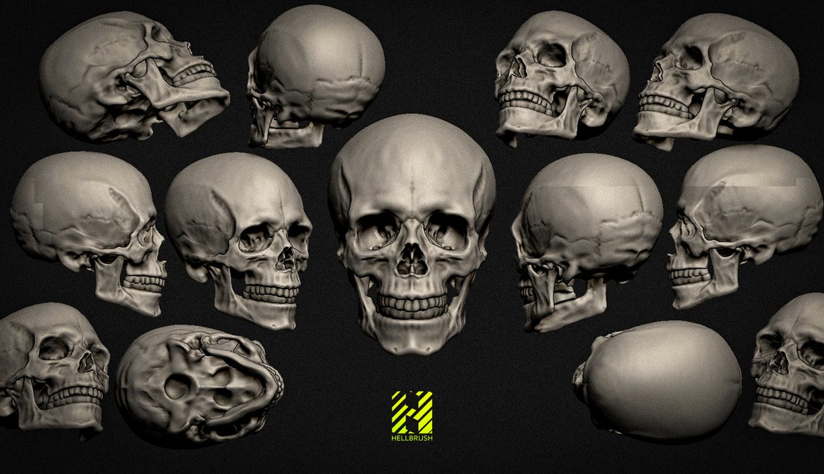 hellbrush's tweet photo. I am creating a human ecorshe for my portfolio. Work in progress.
#humananatomy #skull #hellbrush https://t.co/9qSnxkZQRw