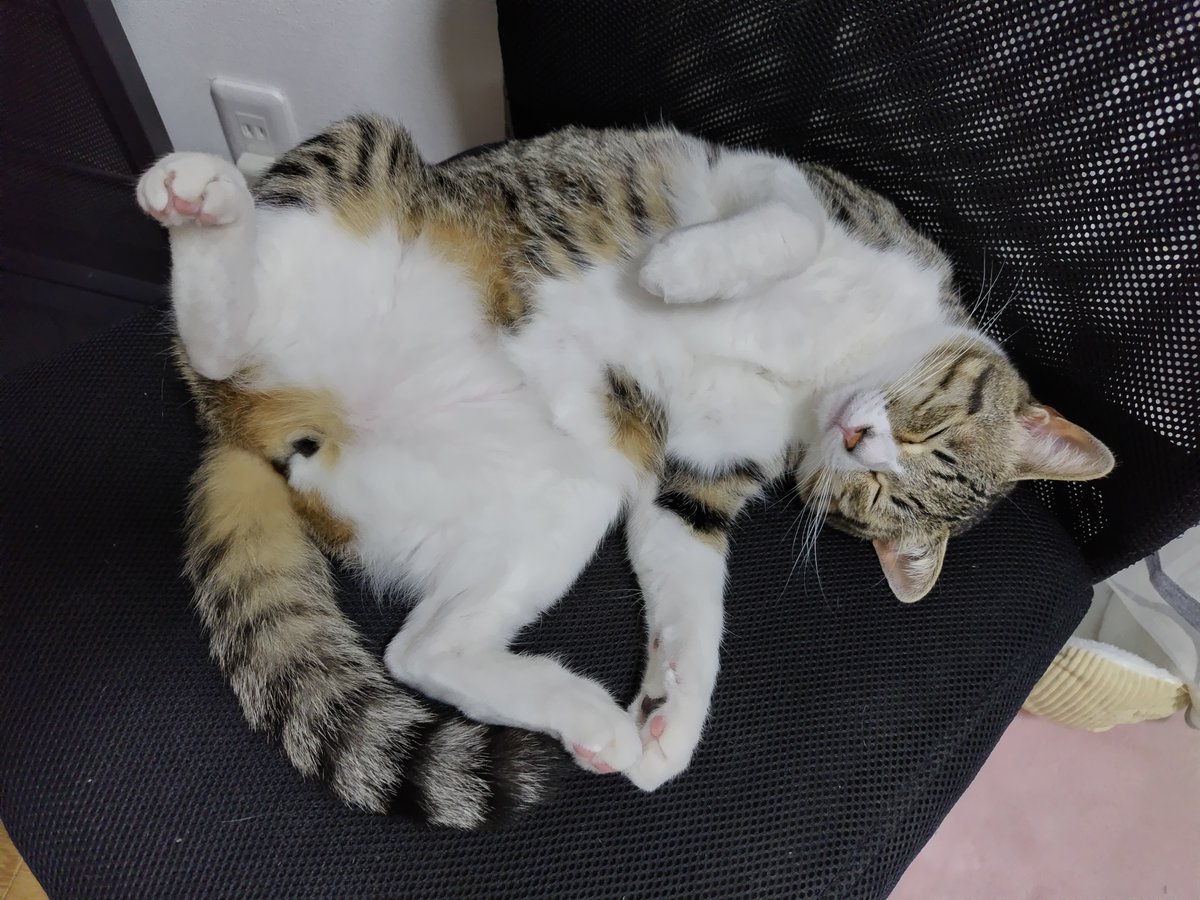 白猫好き 天使の寝顔👼 #白猫 #猫好きさんと繋がりたい #猫好きな人と