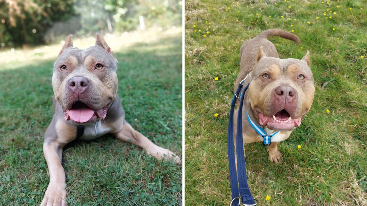 RSPCA (England & Wales) (@rspca_official) on Twitter photo Poor Princess hasn’t had the life any dog deserves. Not only have her ears been cruelly cropped, but she suffered physical abuse while being bred from 💔
Can you can see past her scars and give her the love she desperately deserves? Apply to <a href="/RSPCAExeter/">RSPCA Little Valley</a>: bit.ly/4fSdPMm Poor Princess hasn’t had the life any dog deserves. Not only have her ears been cruelly cropped, but she suffered physical abuse while being bred from 💔
Can you can see past her scars and give her the love she desperately deserves? Apply to <a href="/RSPCAExeter/">RSPCA Little Valley</a>: bit.ly/4fSdPMm