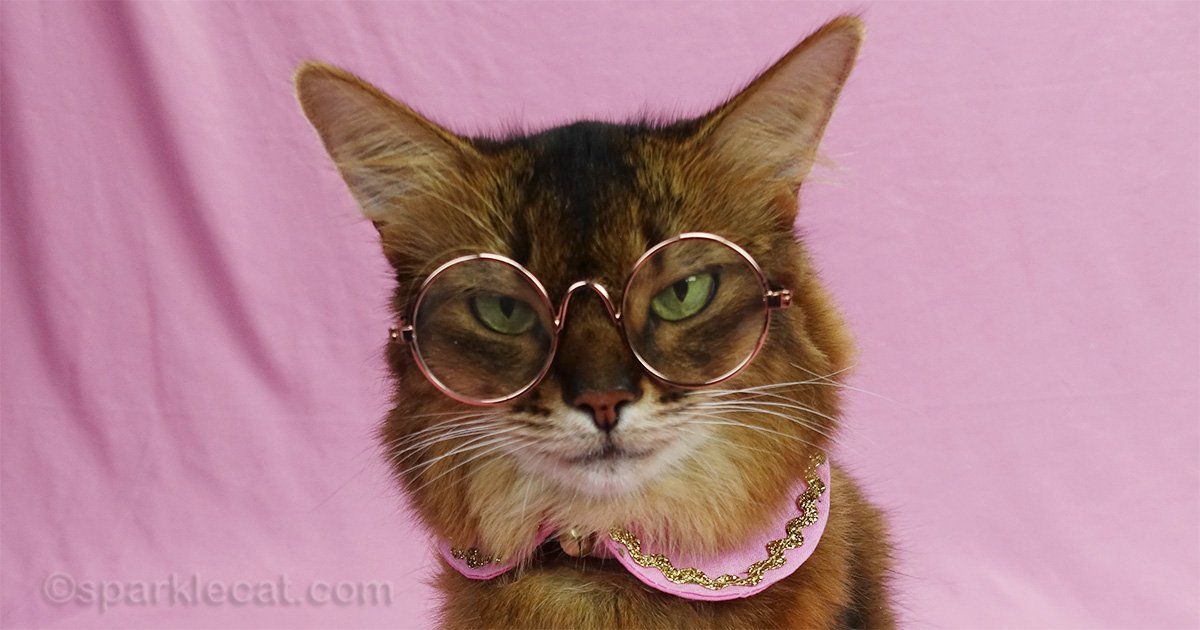 sparklecat's tweet image. Anyone who has ever lived with a cat knows that we have our own very specific etiquette rules! And if you don't know them all, you'd better check them here; buff.ly/twG9lvv #catrules #funnycats #catlovers