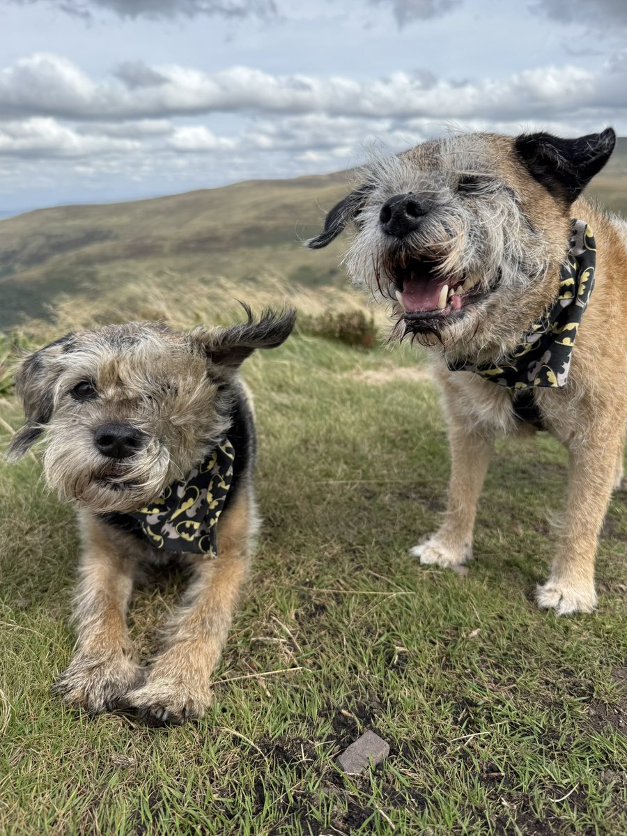 Tobi_LeRone's tweet photo. Windypops on the mountain!
#EarEar #FluffyFace #BannauBrycheiniog ๐จโฐ๏ธ https://t.co/4bYihbCP9l