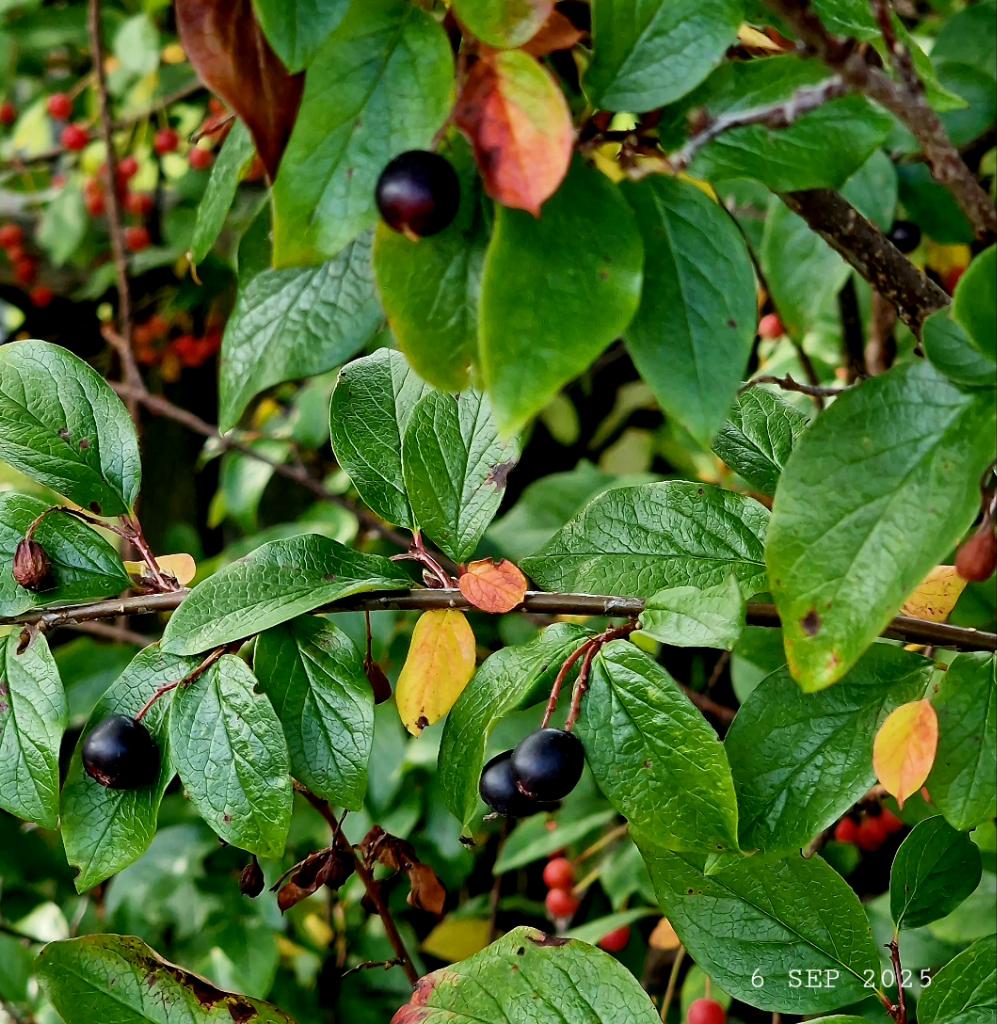 IDadzkov's tweet photo. Black berries of the shiny cotoneaster.  Чёрные ягоды кизильника блесиящего.
#nature #berries #ripening #ShinyCotoneaster #RipeningPhoto #BerriesPhoto https://t.co/Nnjj2MTWN2