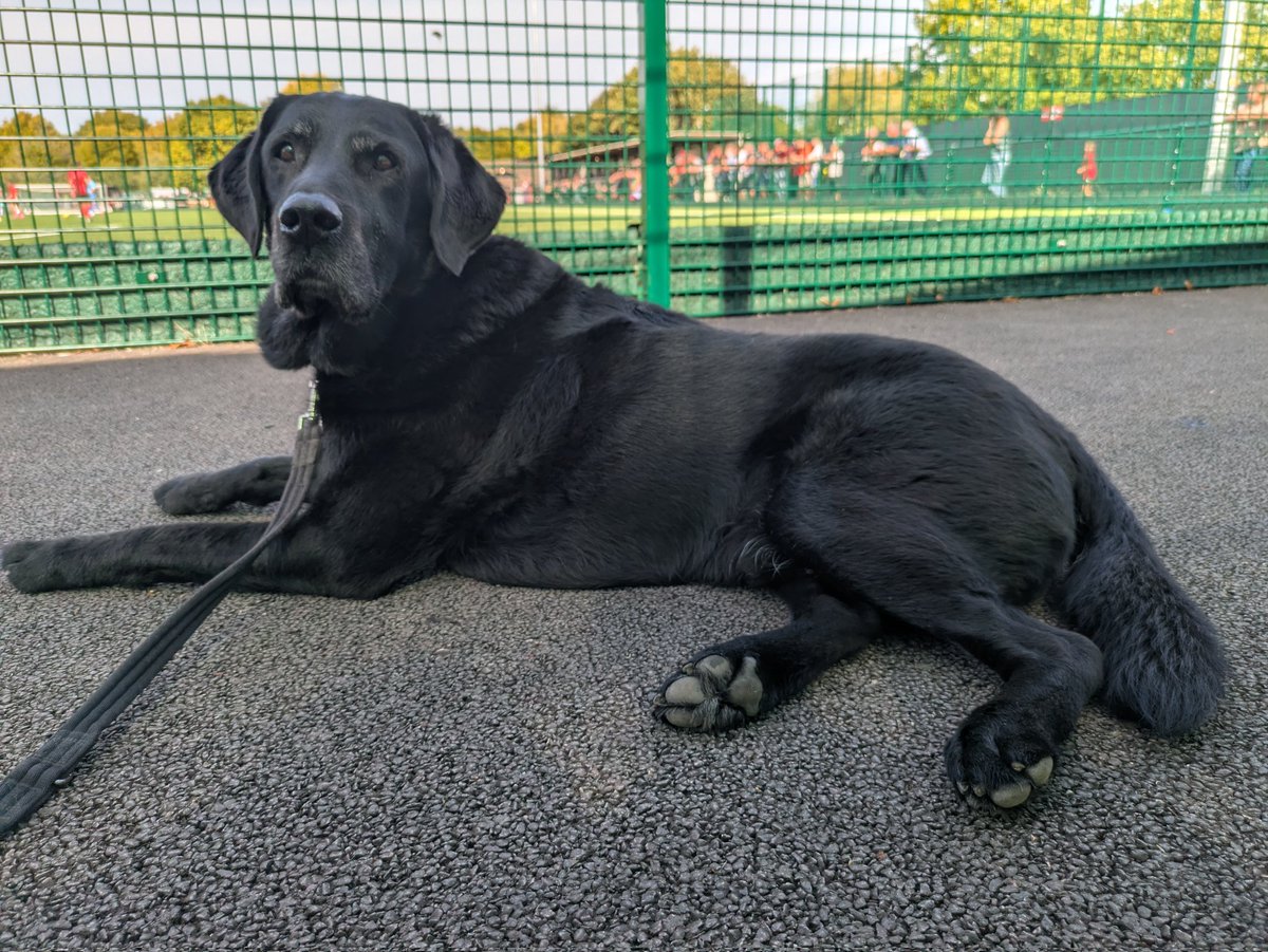 Relaxing, sunny afternoon for Milo watching Winchester City v <a href="/FromeTownFC/">Frome Town FC</a> in the FA Trophy. His first <a href="/nonleaguedogs/">nonleaguedogs</a> outing and long overdue.