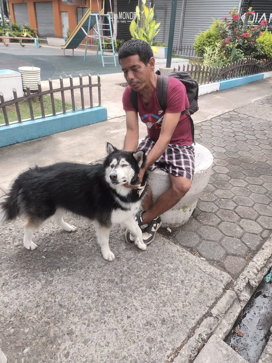 DefensoresAn's tweet photo. #Guayaquil
Nos reportan perrito Husky estraviado en el sector de Sauces 3 por Supermercado Española... Anda desorientado.
Si alguien lo reconoce comunicarse al 0968551548 se entrega con pruebas de que es su tutor (fotos, videos, carnet de vacunas etc) https://t.co/BGx0NOqaam