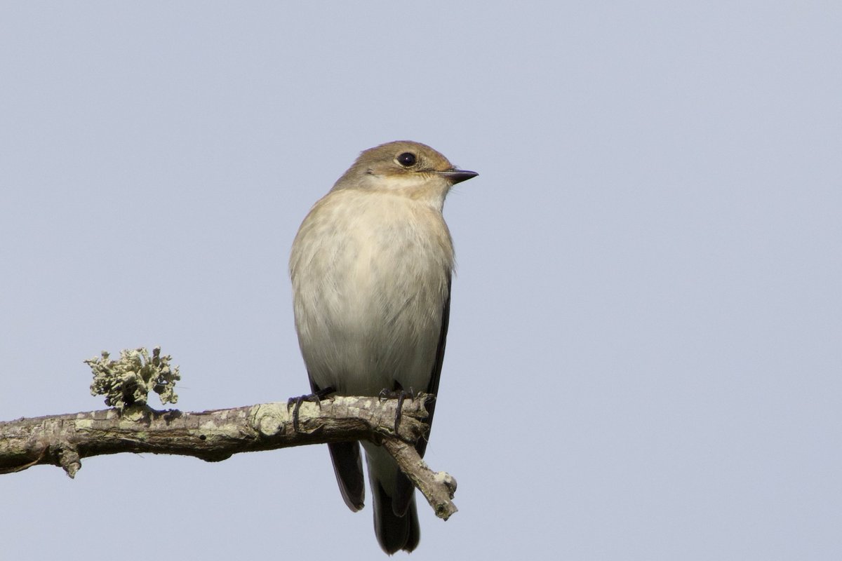 Flycatchers at The Naze this morning - Pied and Spotted.