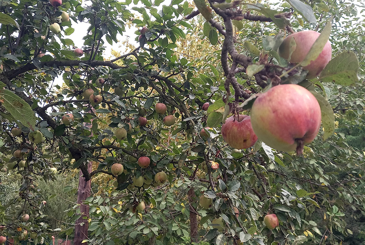 yury_ecominded's tweet photo. Hey #ecominded folks! Please check random photo from our #organic #garden https://t.co/aitkygxoh7