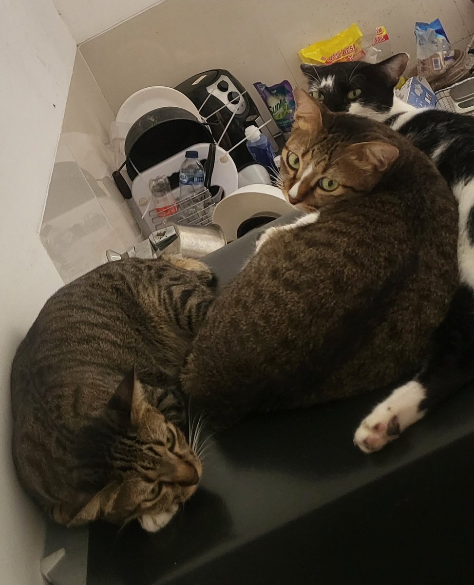 phelish's tweet photo. mama beling is unwell. she was sneezing multiple times this afternoon and i think she licked her nose so many times that she chafed a tiny part of it coz there was a bit of blood. she was more interested in sleeping than dinner but in the end i managed to get some wet food in her https://t.co/3YD0fcWqzu