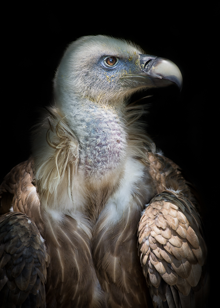 Linda J. Crane (@earthkeeper22) on Twitter photo <a href="/Race2Extinct/">Lyle Lewis</a>
INTERNATIONAL VULTURE AWARENESS DAY
You may think us ugly & retched
Making our living off of eating the dead
Keeping Earth clean is what you're seeing
We are Nature's guardians of health & well-being
The garbage men & women of Planet Earth
Preventing disease <a href="/Race2Extinct/">Lyle Lewis</a>
INTERNATIONAL VULTURE AWARENESS DAY
You may think us ugly & retched
Making our living off of eating the dead
Keeping Earth clean is what you're seeing
We are Nature's guardians of health & well-being
The garbage men & women of Planet Earth
Preventing disease