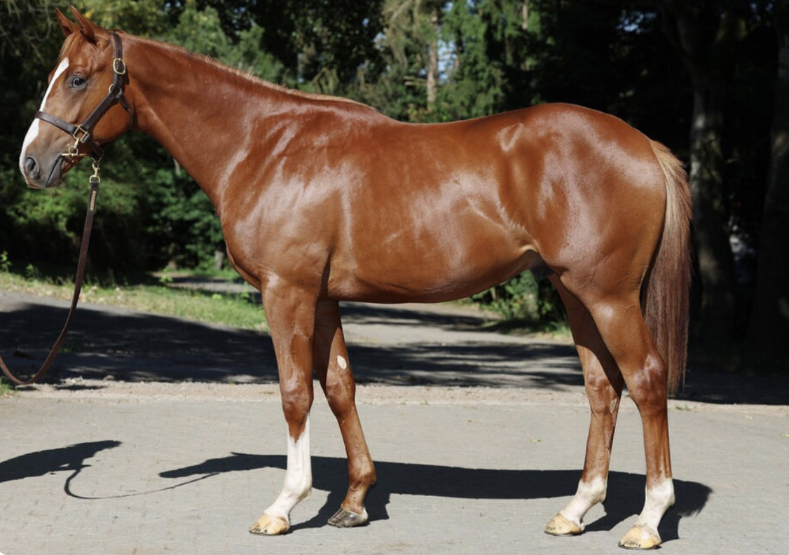 Nice one to the team 2026 🔵 
Arc Winner  🇫🇷 🥇 son of 
Torquator Tasso 🇩🇪